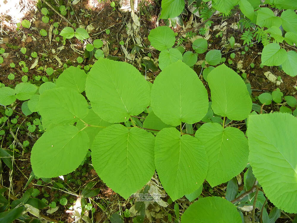 Image de Viburnum furcatum Bl. ex Hook. fil. & Thoms.