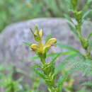 Imagem de Pedicularis rex C. B. Clarke ex Maxim.