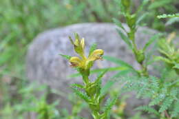 Imagem de Pedicularis rex C. B. Clarke ex Maxim.