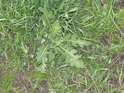 Image of perennial bastardcabbage