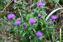 Image of Cirsium vlassovianum Fisch. ex DC.