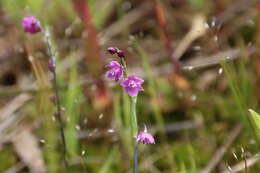 Image of Arthropodium minus R. Br.