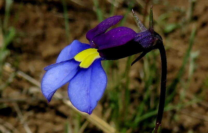 Image of Butterfly lobelia