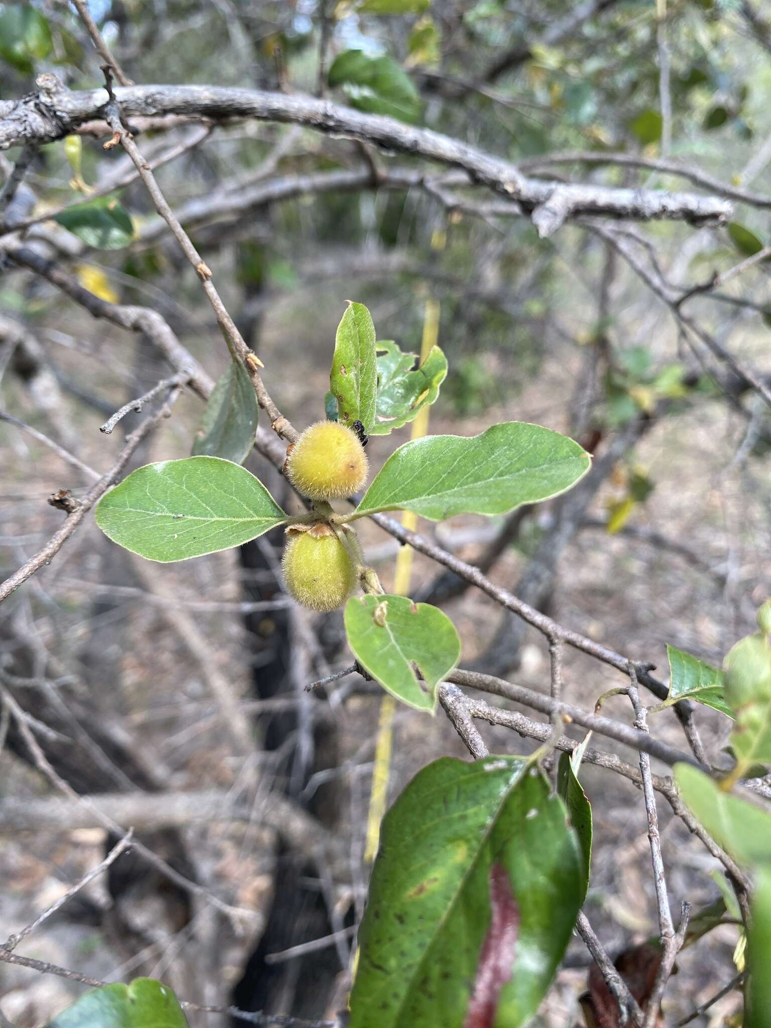 Image of Petalostigma banksii Britten & S. Moore