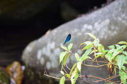 Image of Matrona cyanoptera Hämäläinen & Yeh 2000