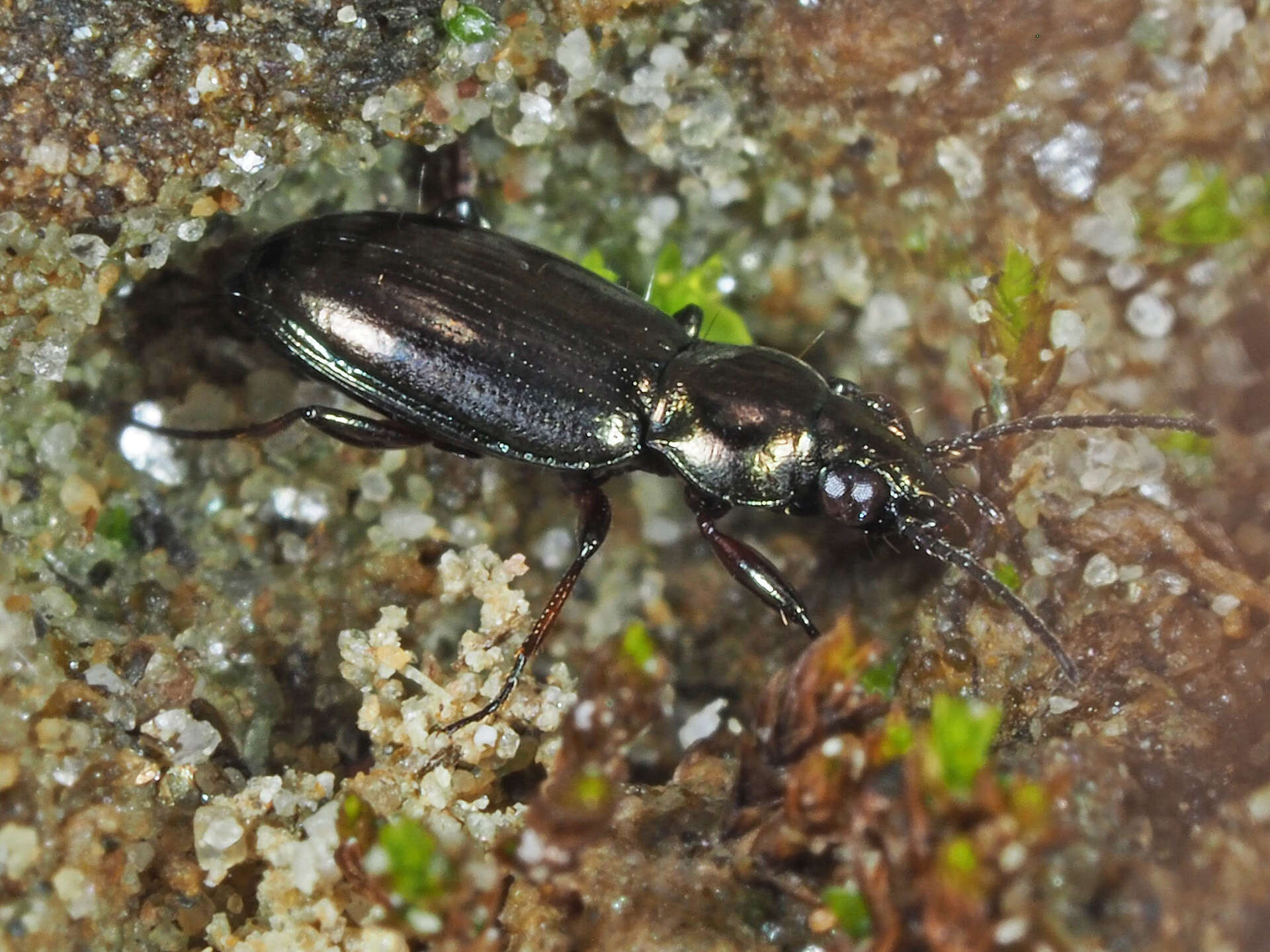 Plancia ëd Bembidion (Chlorodium) pygmaeum (Fabricius 1792)