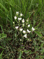 Image of Dove's dung