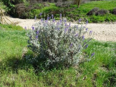 Lupinus albifrons var. albifrons的圖片