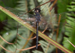 Image of <i>Zygonyx iris malayanus</i>