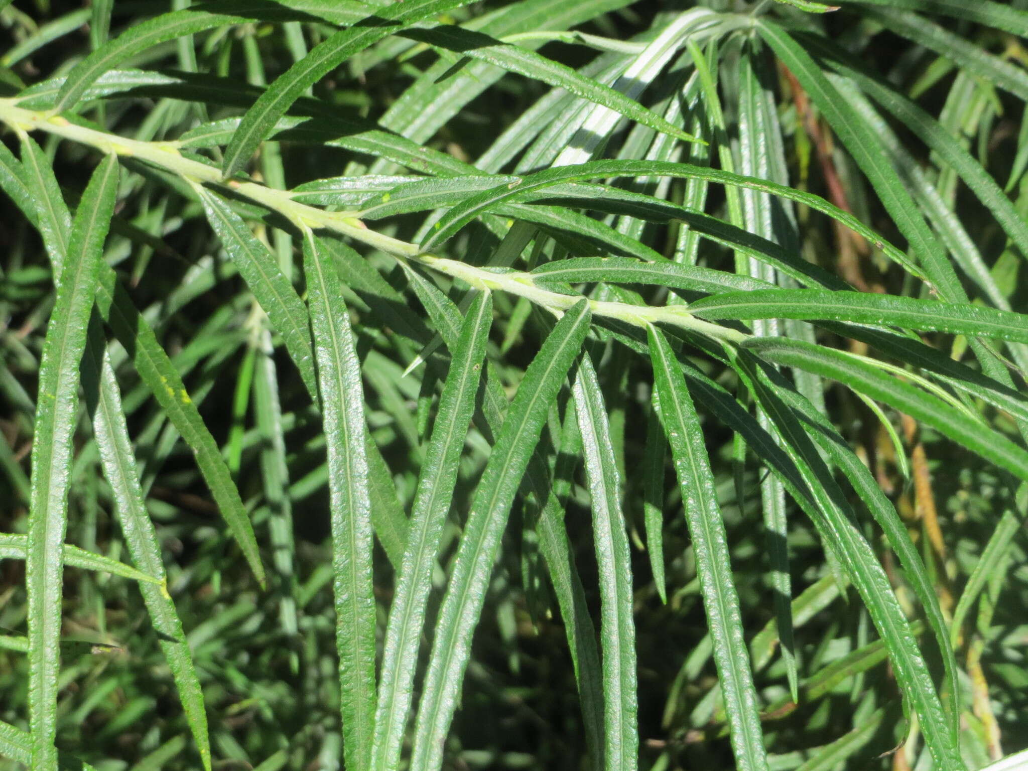 Image of Sea-buckthorn