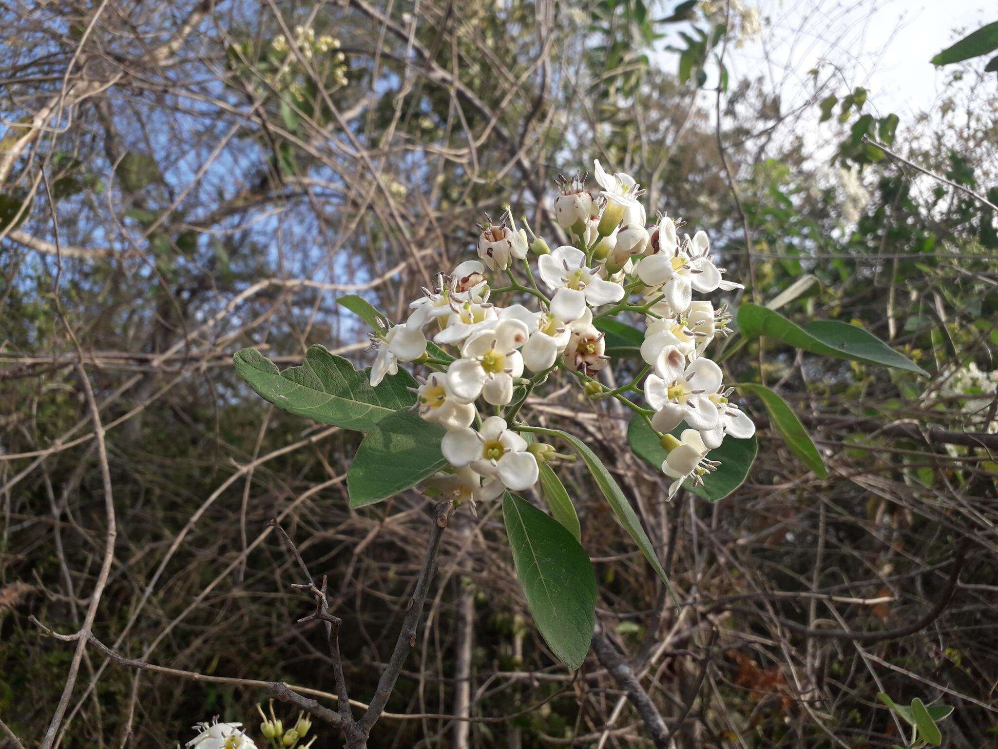 Image of Bourreria pulchra Millsp. ex Greenman