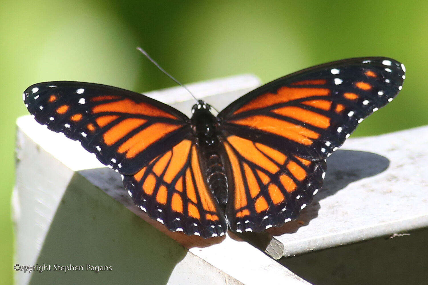 Limenitis archippus watsoni Dos Passos 1938的圖片