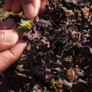 Image of Crassula fallax Friedrich