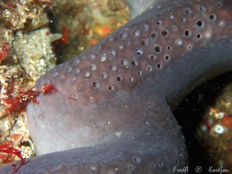 Image of elephant ear sponge