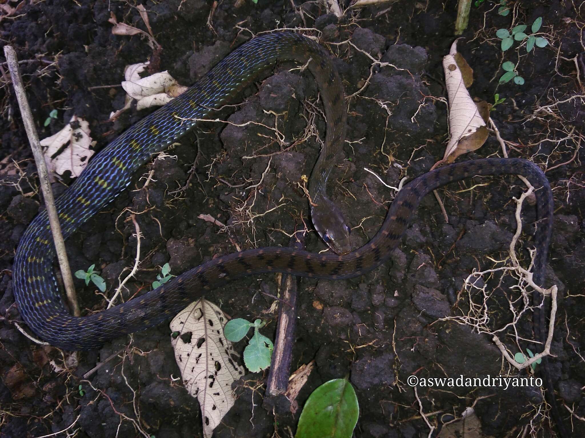 صورة Rhabdophis chrysargos (Schlegel 1837)