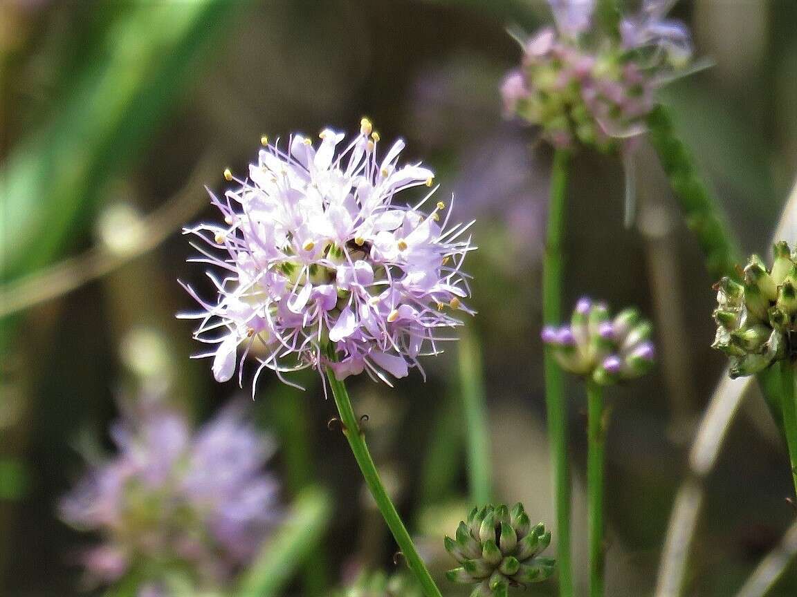 Image of Feay's prairie clover