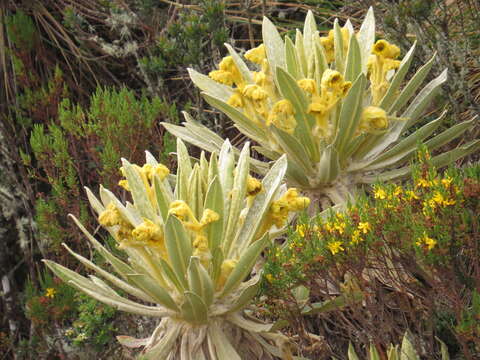 Image of Espeletia hartwegiana Cuatrec. ex Herzog