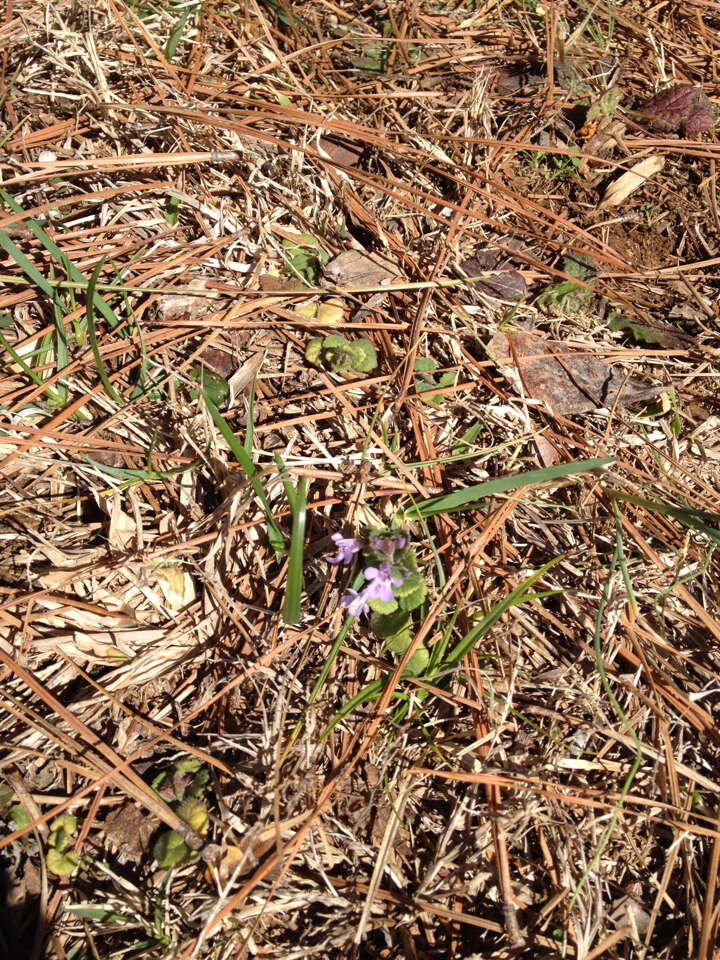 Image of Glechoma hederacea L.