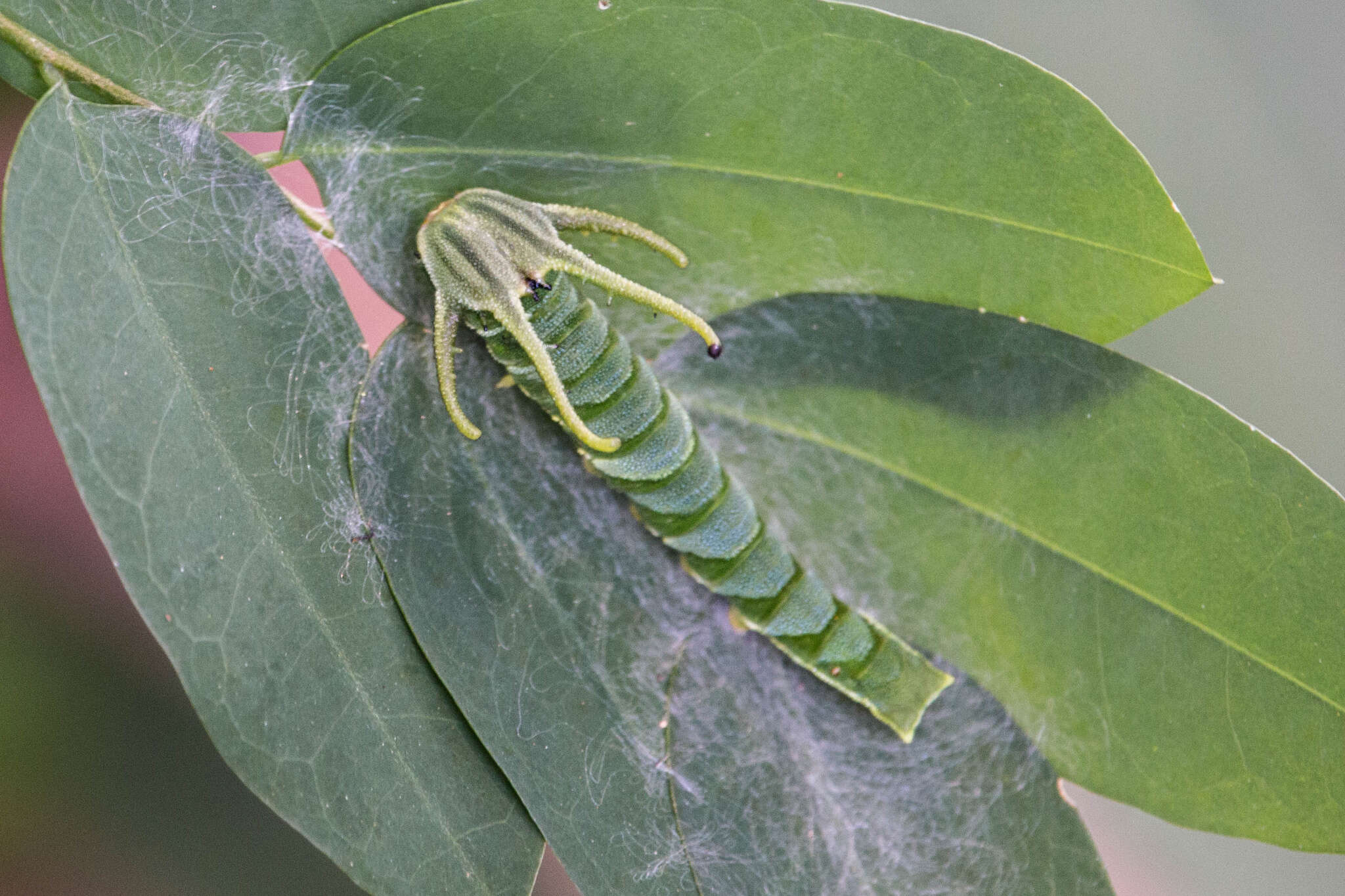 Image of Polyura hebe plautus Fruhstorfer 1898