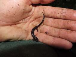 Image of Shenandoah Salamander