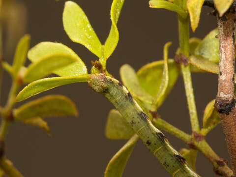 Image of Creosote Moth