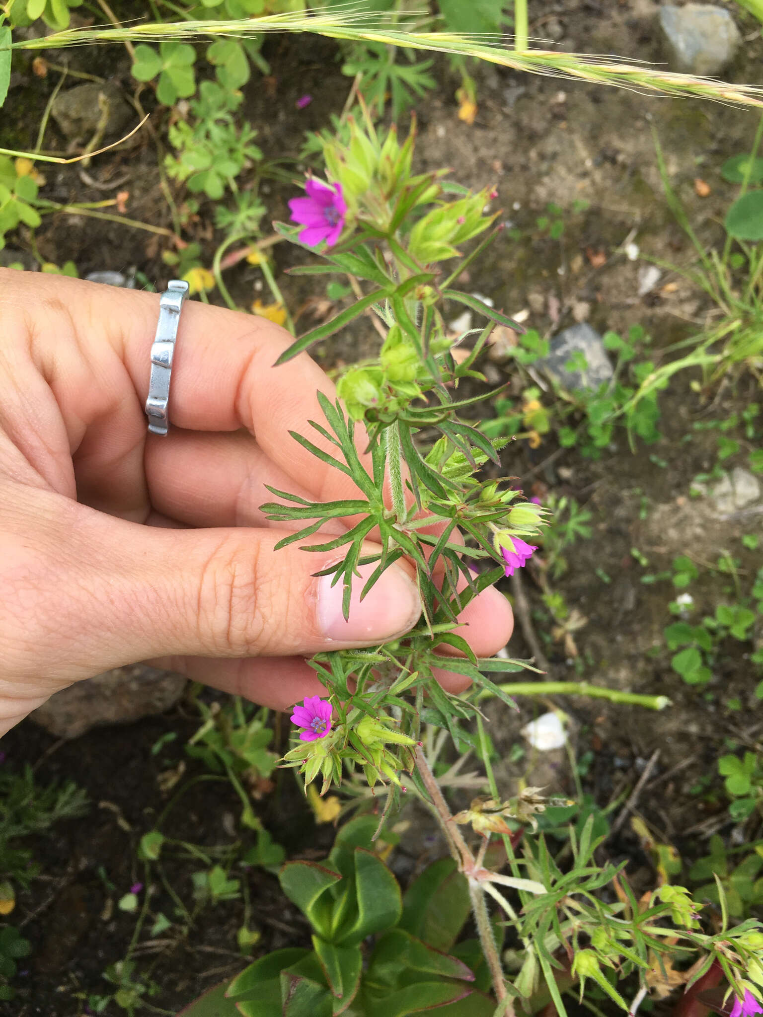 Plancia ëd Geranium dissectum L.