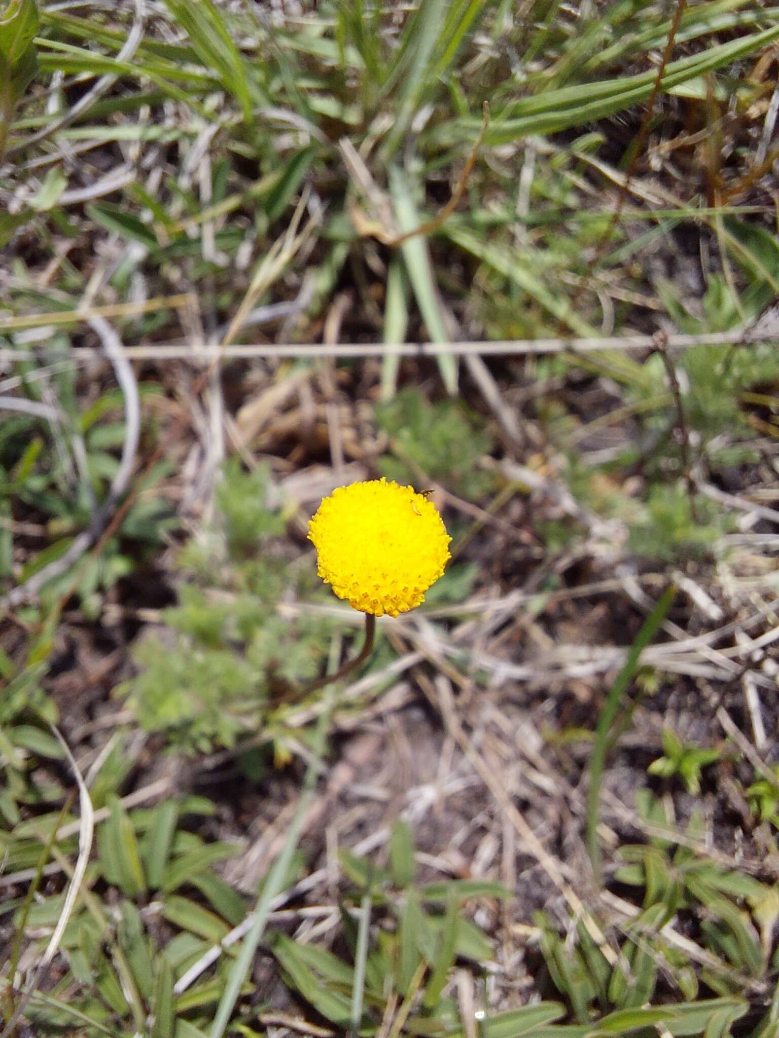 Image de Cotula hispida (DC.) Harv.