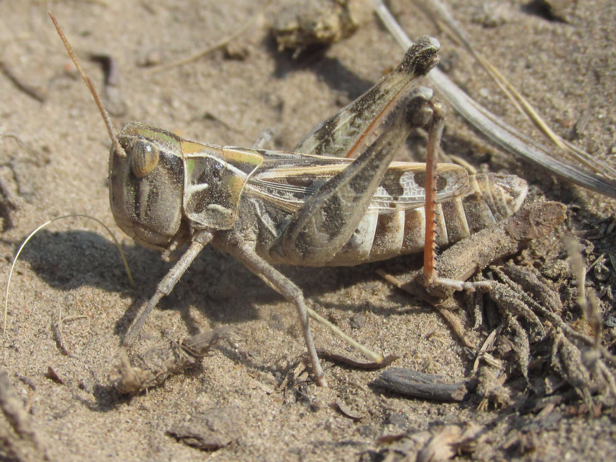 Image of Four-spotted Grasshopper