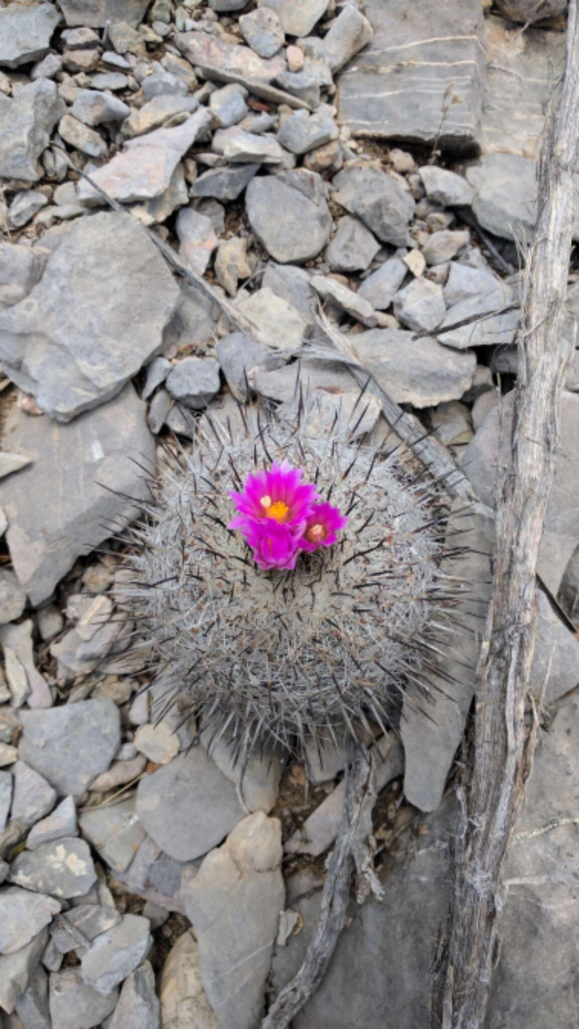 Sivun Turbinicarpus beguinii (N. P. Taylor) Mosco & Zanov. kuva