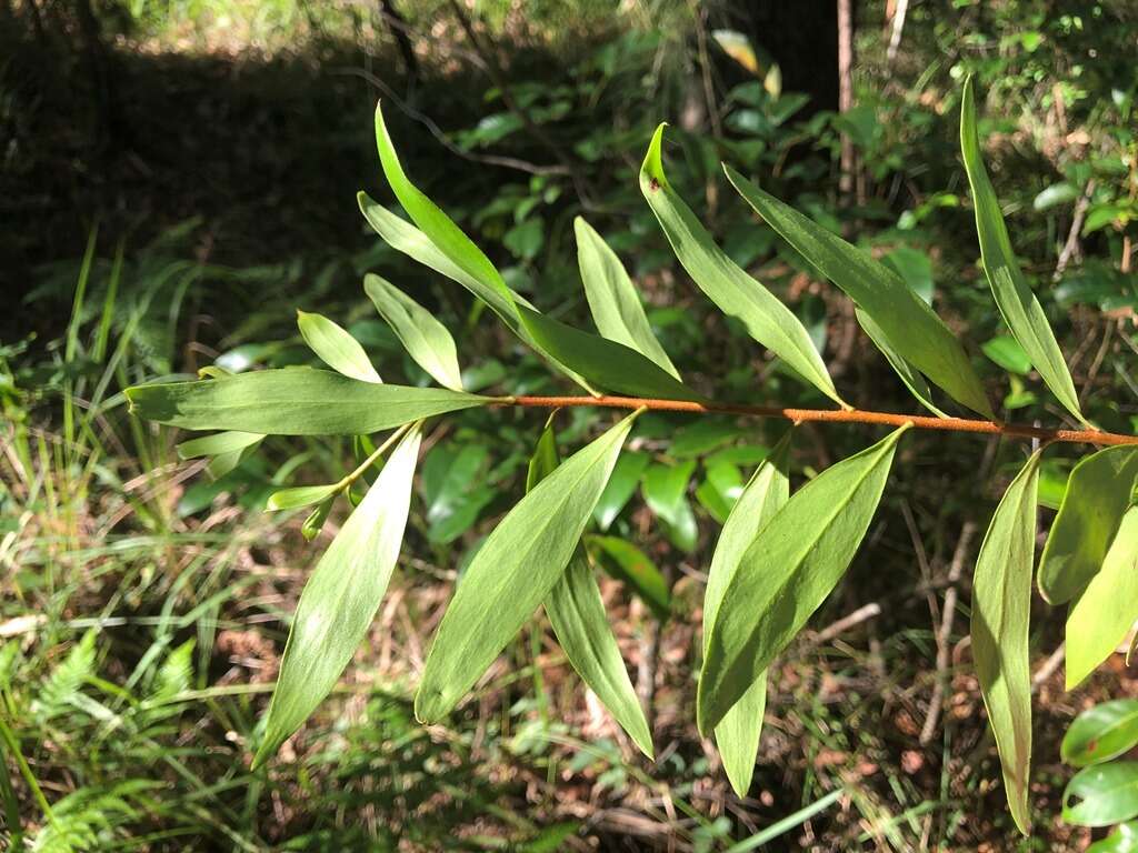 Image of Persoonia iogyna P. H. Weston & L. A. S. Johnson