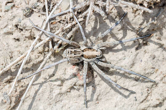 Image of Lycosa praegrandis C. L. Koch 1836