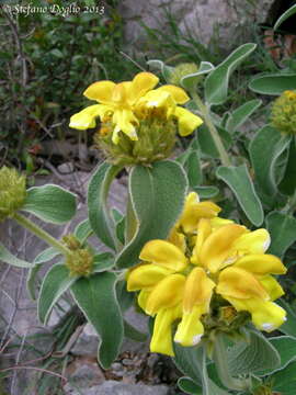 Image of shrubby Jerusalem sage