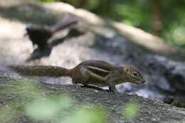 Image of Indochinese Ground squirrel