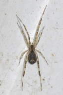 Image of Episinus maculipes Cavanna 1876