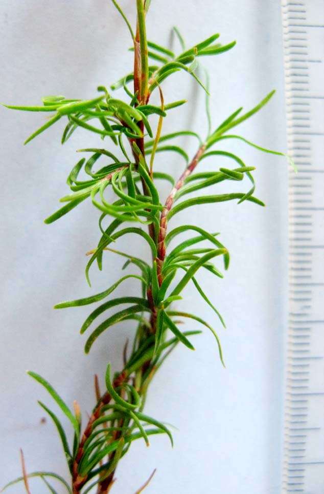 Image of Ficinia ramosissima Kunth