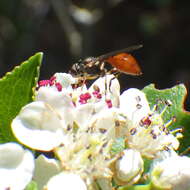 Plancia ëd Sphegina rufiventris Loew 1863