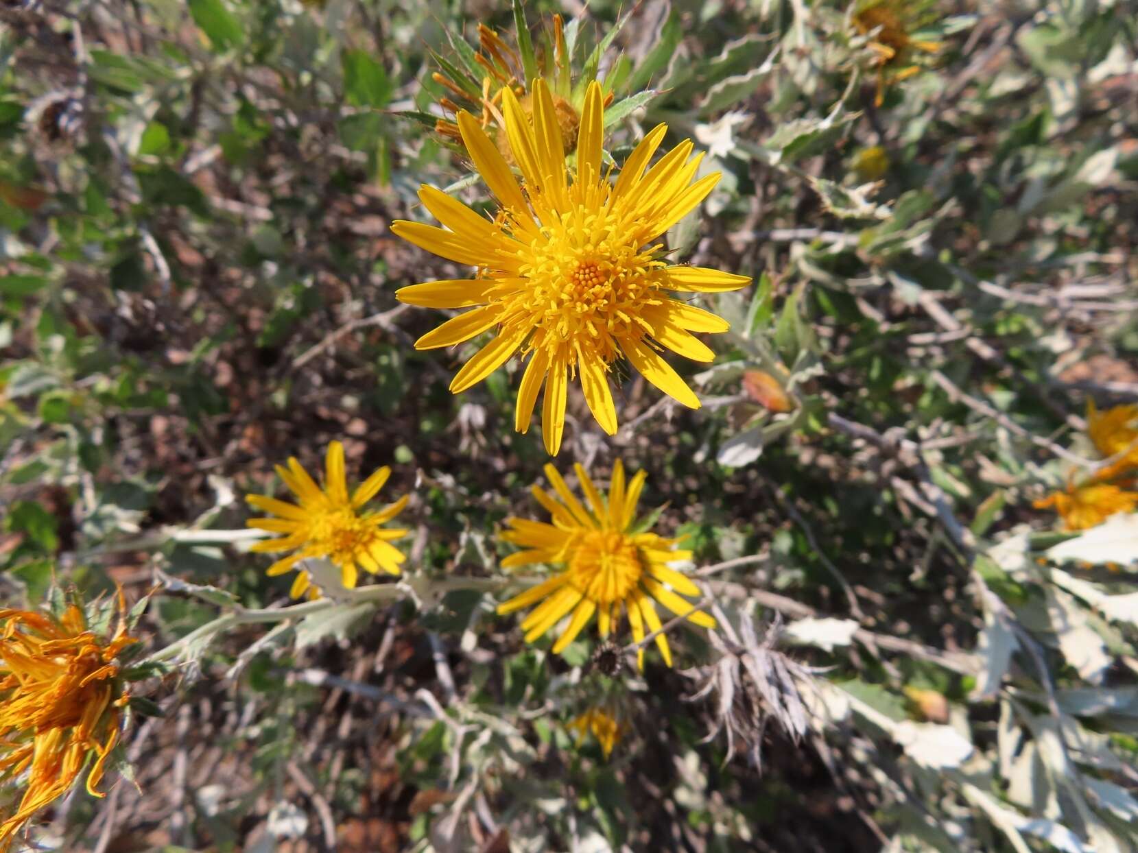 Image of Berkheya fruticosa (L.) Ehrh.