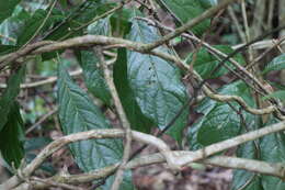 Plancia ëd Meliosma callicarpifolia Hayata