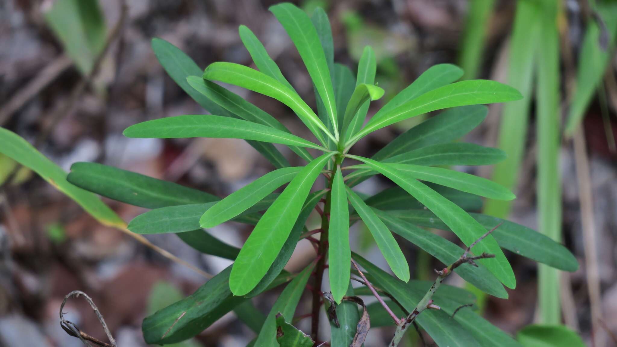 Image of Euphorbia kraussiana Bernh. ex C. Krauss