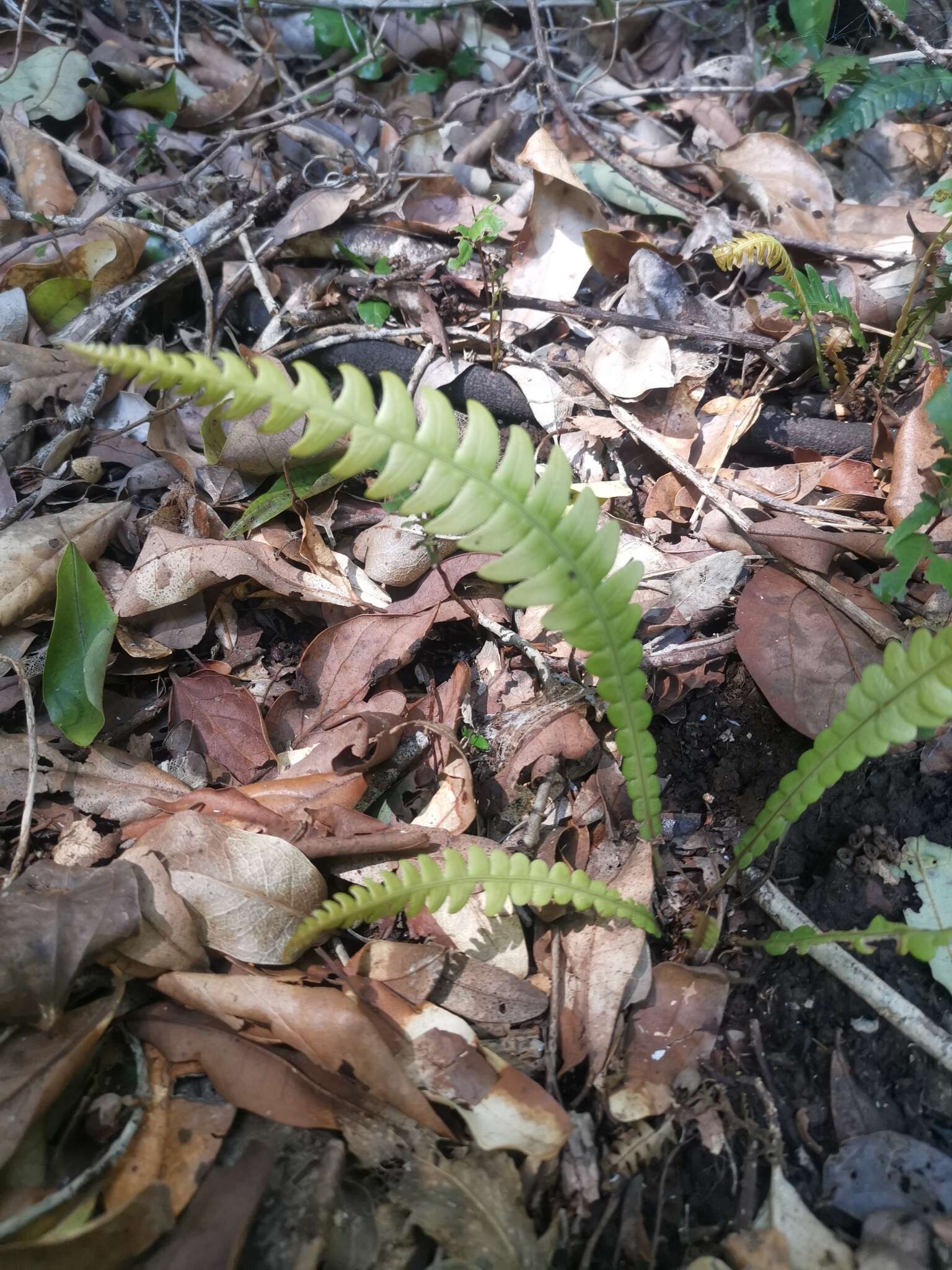 Image of Austroblechnum lechleri subsp. lechleri