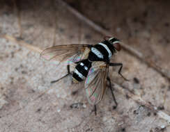 Image of Trigonospila cingulata (Macquart 1851)