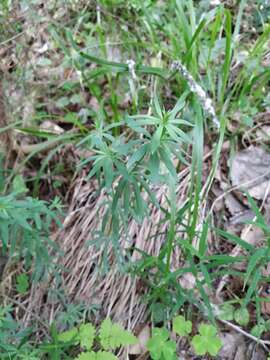 Image of Bedstraw