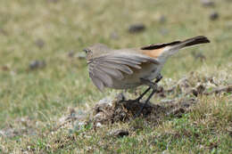 Image of Sickle-winged Chat