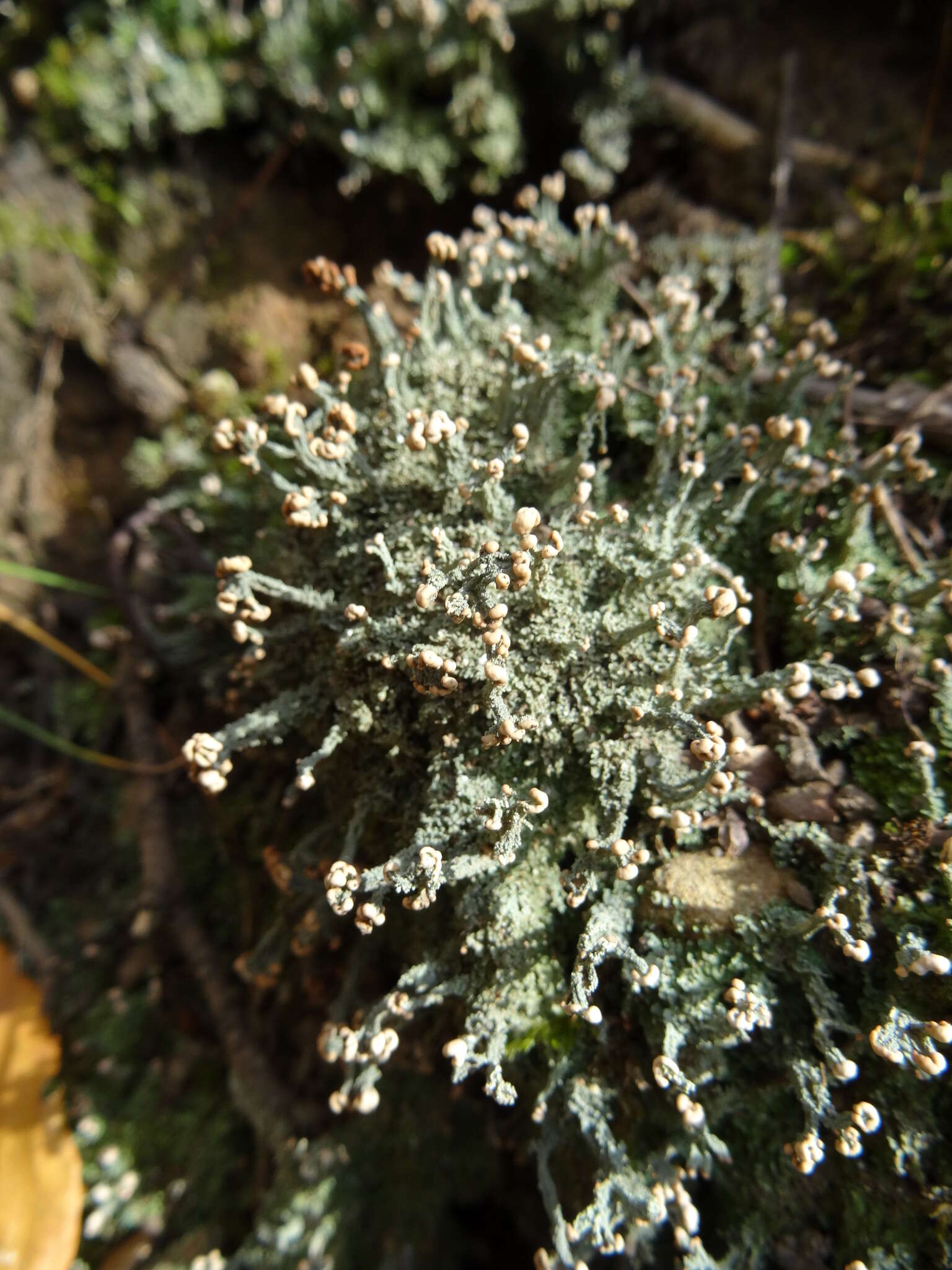 صورة Cladonia peziziformis (With.) J. R. Laundon