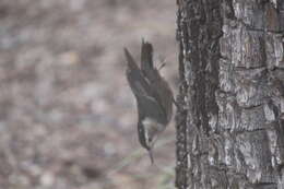 Image of Sitta carolinensis nelsoni Mearns 1902