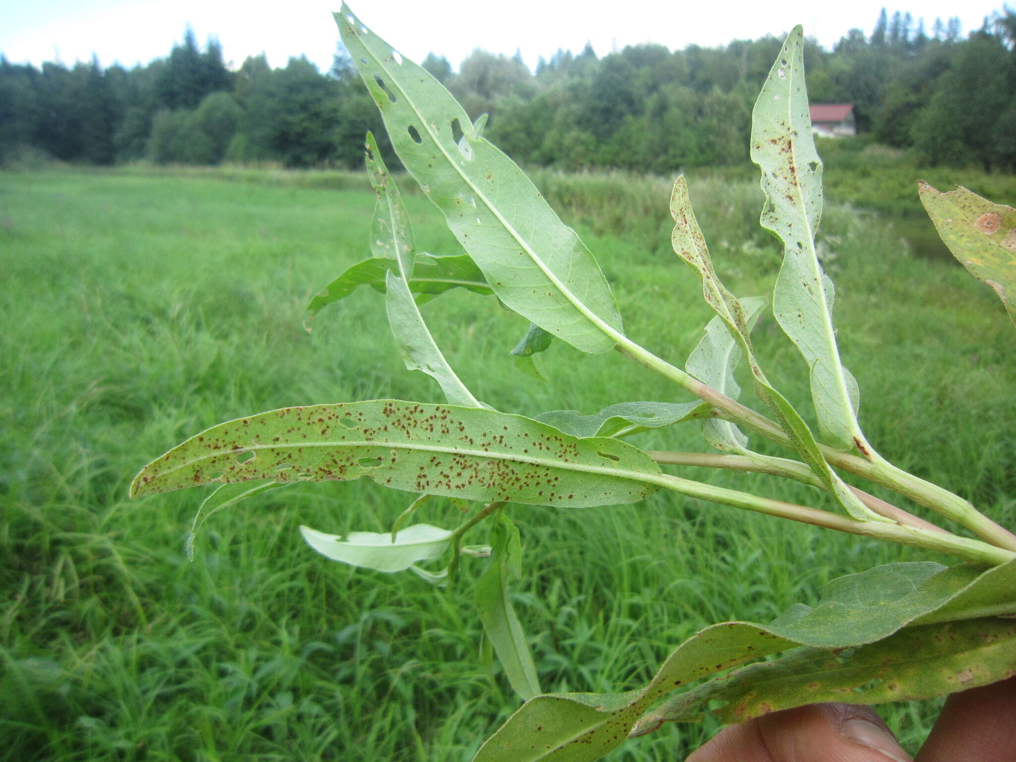 Image of Puccinia polygoni-amphibii Pers. 1801