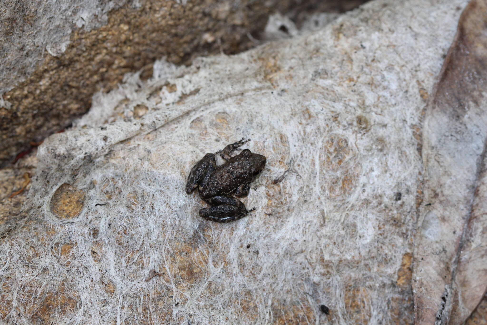 Litoria meiriana (Tyler 1969)的圖片