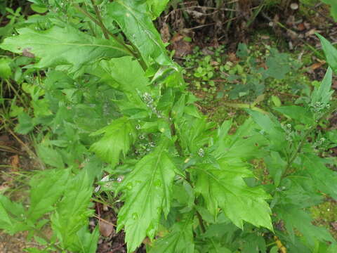 Image of Artemisia stolonifera (Maxim.) Kom.