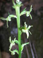 Image of narrow-petal rein orchid