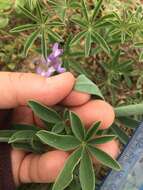 Image of subalpine lupine